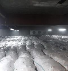 Овощехранилище на 1000 тонн моркови, хранение с октября по март